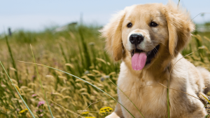 What To Know About Golden Retriever Breeders Before Buying One?